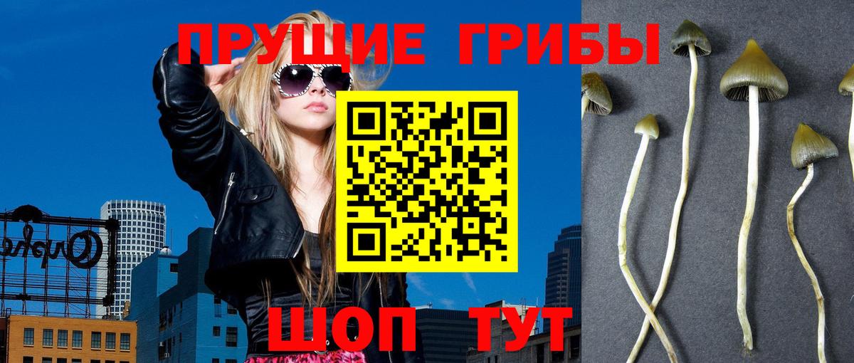 Галлюциногенные грибы GOLDEN TEACHER  Псилоцибиновые грибы прущие грибы  Новосибирск  Вход с VPN 